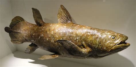 ancient fish|Rare photos of ancient 'dinosaur fish': See the elusive coelacanth.